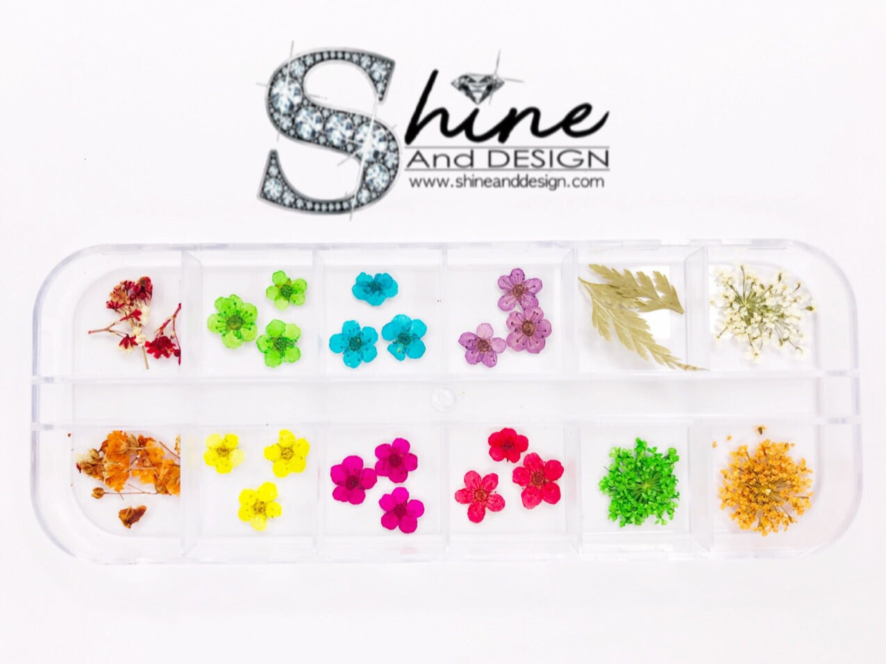 SHINE- Organic Blossom “Wild Daisy Mix" Collection/ 12 Pcs - Pressed Flowers